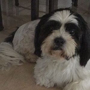 Meet your Posher, Rozana